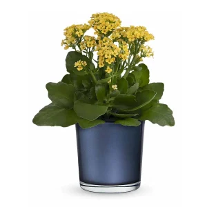 Golden Morning Botanical Plant Vase