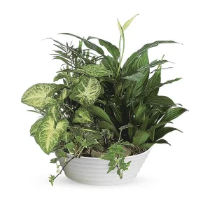 Medium Indoor Botanical Garden Bowl