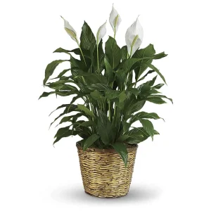 Simply Elegant Peace Lily Basket Arrangement