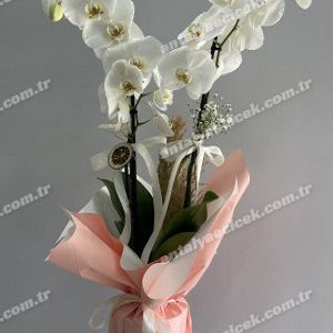 2 Dallı Beyaz Orkide Pembe Ambalajlı
