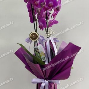 2 Dallı Mor Orkide Mor Ambalajlı