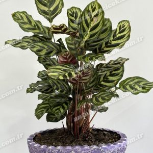 Dekoratif Saksıda Calathea